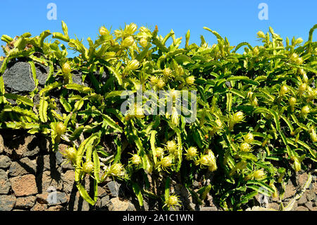 Pitaya Pflanze lateinischer Name Hylocereus undatus. Diese saftige Pflanze produziert eine essbare rote Frucht, die Pitaya-Frucht genannt wird Stockfoto