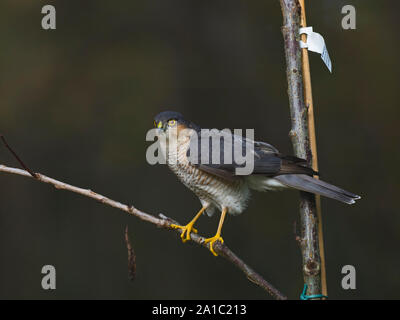Sparrowhawk Accipiter nisus Männlichen im Garten Norfolk Stockfoto