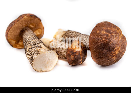 Pilz Kosak auf einem weißen Tisch. Frische Pilze im Wald in Mitteleuropa gesammelt. Weißer Hintergrund. Stockfoto