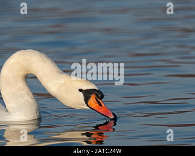 Höckerschwan Cygnus olor männlichen Norfolk Feder Stockfoto