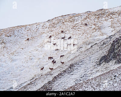 Rothirsch Cervus elaphus Herde auf Berghang schottische Hochland winter Stockfoto