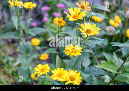 Gemeinsame Woolly Sonnenblumen oder Eriophyllum lanatum Stockfoto