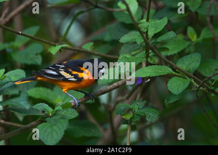 Baltimore Oriole Icterus galbula Männchen auf dem Überwinterungsgebiet in Costa Rica Stockfoto