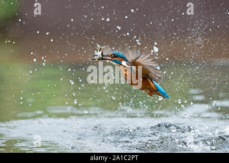 Gemeinsame Eisvogel Alcedo atthis Tauchen für Fische Worcestershire Stockfoto