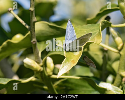 Holly Blue Butterfly Celastrina argiolus auf Efeu im Garten holt Norfolk Feder Stockfoto