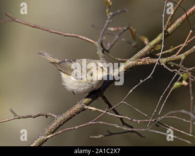 Chiffchaff Phylloscopus collybita Norfolk April Stockfoto