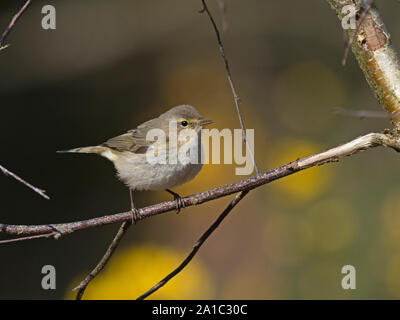 Chiffchaff Phylloscopus collybita Norfolk April Stockfoto