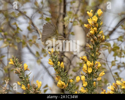 Chiffchaff Phylloscopus collybita Norfolk April Stockfoto