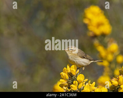 Fitis Phylloscopus trochilus im Frühjahr Norfolk UK Stockfoto