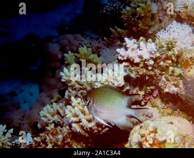 Malediven Riffbarsche (Amblyglyphidodon indicus) Stockfoto