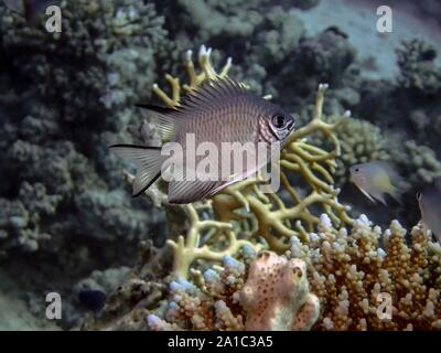 Malediven Riffbarsche (Amblyglyphidodon indicus) Stockfoto