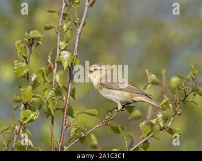 Fitis Phylloscopus trochilus im Frühjahr Norfolk UK Stockfoto