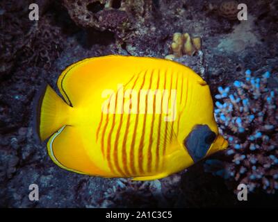 Maskierte Butterflyfish (Chaetodontidae Semilarvatus) Stockfoto