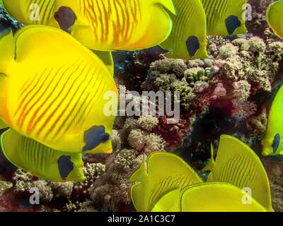 Maskierte Butterflyfish (Chaetodontidae Semilarvatus) Stockfoto