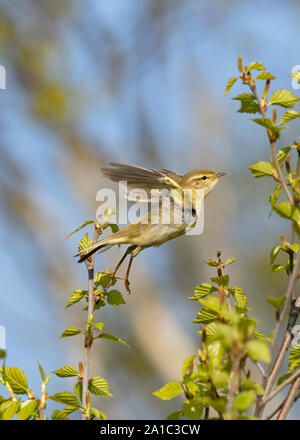 Fitis Phylloscopus trochilus im Frühjahr Norfolk UK Stockfoto