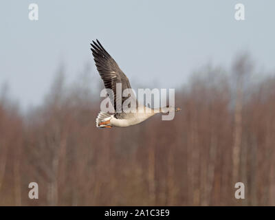 Taiga Bean Goose (Anser fabalis fabalis) Liminka, Finnland, April Stockfoto