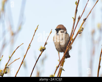 Feldsperling Passer montanus im Frühjahr Finnland Frühjahr Stockfoto