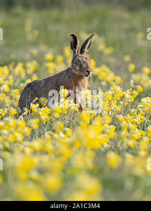 Europäische Hase Lepus europaeus unter Cowslips im Frühjahr North Norfolk kann Stockfoto