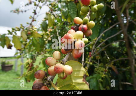 Kona Kaffeekirschen, die an der Rebe reifen. Kona Coffee ist ein weltbekannter Kaffee, der ausschließlich auf der Big Island angebaut wird. Stockfoto