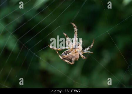 European Garden Spider (Cross Orb-Weaver) Instandsetzung web die im Wind beschädigt wurde. (Araneus diadematus). Stockfoto