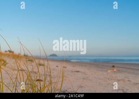 Goldenen Glanz von segge wachsen auf Sand dune Schutz in Papamoa, mit Mount Maunganui in Distanz, Tauranga Neuseeland. Stockfoto