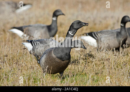 Ringelgänse Branta bernicla auf saltmarsh Holkham North Norfolk winter Stockfoto