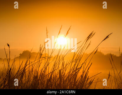 Nebliger Sonnenaufgang über dem Marsch Stockfoto