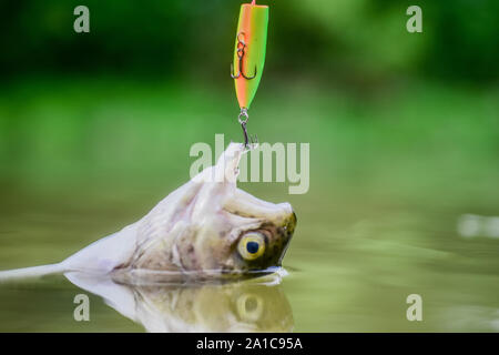 Fisch in der Falle. Opfer der Wilderei. Speichern der Natur. Am Haken. Stille Konzept. Fisch Forelle im Süßwasser gefangen. Fisch offenen Mund hängen an Haken. Angelausrüstung. Köder Löffel Angeln Zubehör. Stockfoto