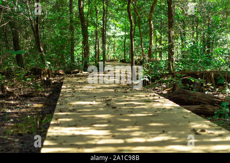 Ein Spaziergang über eine sumpfige Promenade durch den Wald an einem sonnigen Tag Stockfoto