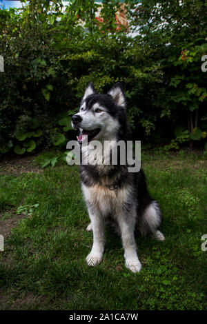 Husky Hund posiert auf Gras im Park Stockfoto