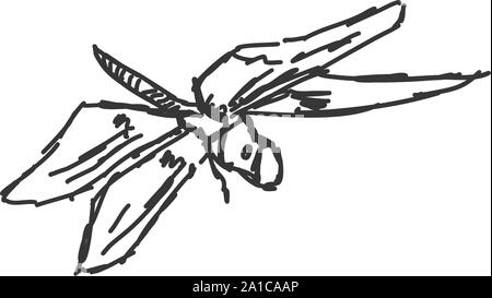 Dragonfly Skizze, Illustration, Vektor auf weißem Hintergrund. Stock Vektor