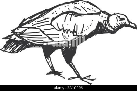 Geier, Zeichnung, Illustration, Vektor auf weißem Hintergrund. Stock Vektor
