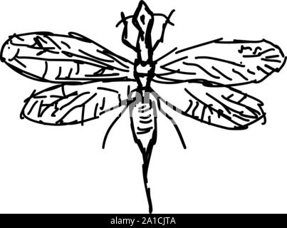 Snakefly Zeichnung, Illustration, Vektor auf weißem Hintergrund. Stock Vektor