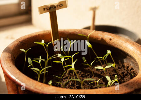 Bio Tomaten keimblätter Gemüse im Tontopf nachhaltige Home Garten gepflanzt Stockfoto