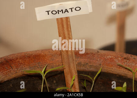 Bio Tomaten Keimblätter eine nachhaltige Home Garten Topf gepflanzt Stockfoto
