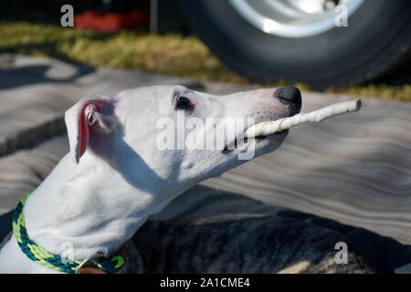 Camping im Wohnwagen oder Wohnmobil ist der perfekte Urlaub für Familien mit Haustieren. Dieses whippet Welpen genießt eine rawhide behandeln, während seine Familie bis Lager setzt. Stockfoto