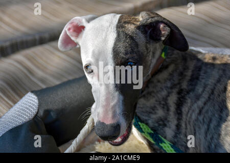 Camping im Wohnwagen oder Wohnmobil ist der perfekte Urlaub für Familien mit Haustieren. Dieses whippet Welpen genießt eine rawhide behandeln, während seine Familie bis Lager setzt. Stockfoto