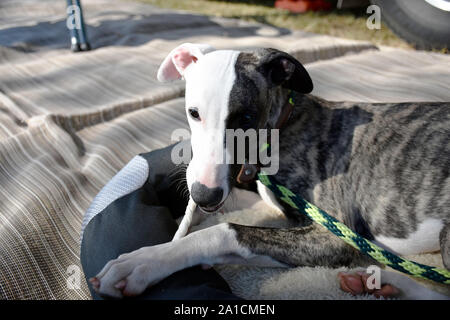 Camping im Wohnwagen oder Wohnmobil ist der perfekte Urlaub für Familien mit Haustieren. Dieses whippet Welpen genießt eine rawhide behandeln, während seine Familie bis Lager setzt. Stockfoto