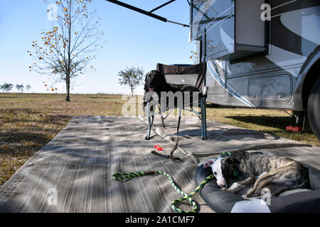 Camping im Wohnwagen oder Wohnmobil ist der perfekte Urlaub für Familien mit Haustieren. Ein schwarzes Labor und seine Whippet Bruder entspannen Sie nach einer großen Wanderung. Stockfoto