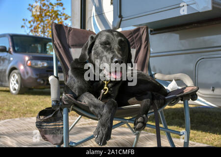 Camping im Wohnwagen oder Wohnmobil ist die perfekte Lösung für Familien mit Haustieren. Diese schwarze Lab genießt eine Pause sitzen auf einem komfortablen Camp Stuhl. Stockfoto