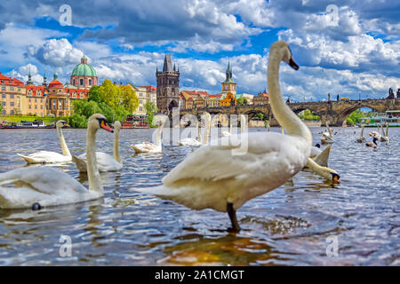 Ein Blick auf die Prager Altstadt und die Karlsbrücke über die Moldau mit Schwänen in Prag, Tschechische Republik. Stockfoto