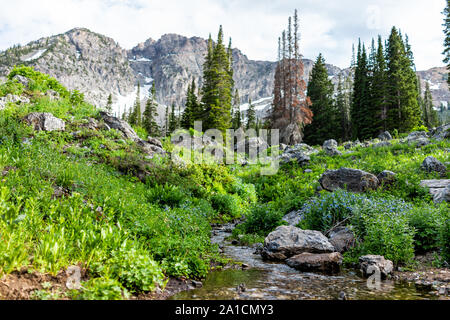 Albion Basin, Utah Sommer mit Querformat von Rocky Wasatch Mountains auf Cecret Lake Trail Wanderung mit Felsen und Bäume von Wiese Stockfoto