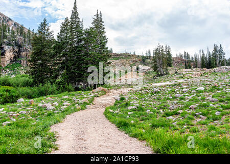 Albion Basin, Utah Sommer mit Landschaft Kiefern und grünen Gras rocky Wiese ansehen und dirt road Trail im Wasatch Mountains zu Cecret See Stockfoto