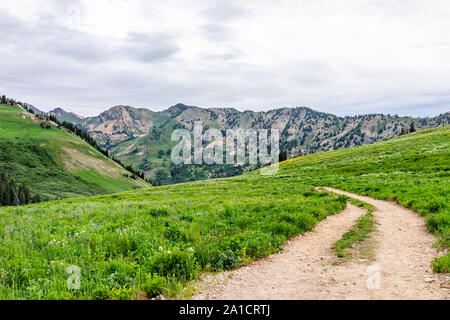 Albion Basin, Utah grüner Sommer Blick auf Lake Trail in Wildblumen Jahreszeit in den Wasatch Mountains im Juli 2019 Stockfoto