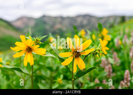 Albion Basin, Utah 2019 Lake Trail in Wildblumen Jahreszeit in der Wasatch Mountains mit Nahaufnahme von vielen gelben Arnika Sonnenblumen Blumen Stockfoto