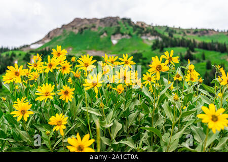 Albion Basin, Utah 2019 berühmten Lake Trail in Wildblumen Jahreszeit in der Wasatch Mountains mit Nahaufnahme von vielen gelben Arnika Sonnenblumen Blumen Stockfoto