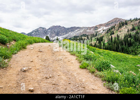 Albion Basin, Utah Sommer Lake Trail in wildflowers 2019 Saison in Wasatch Mountains mit Schmutz steile Straße bis Stockfoto