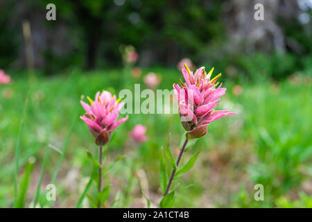 Albion Basin, Utah grüner Sommer Trail in 2019 mit leuchtend rosa Indian Paintbrush blumen Wildblumen closeup Stockfoto