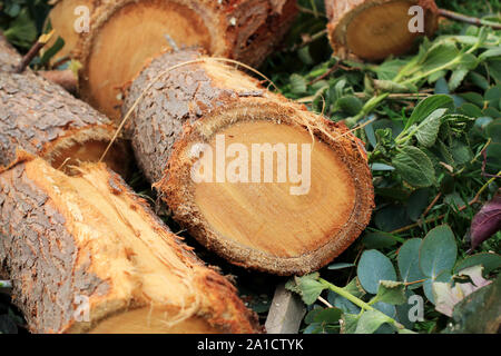 Frisch geschnittene Eucalyptus gunni oder als Apfelwein Gummi Eukalyptusbaum bekannt Stockfoto