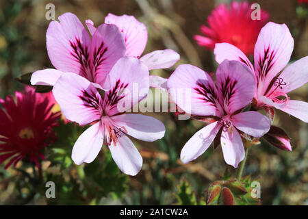 Blühende Zitronella Blumen Stockfoto